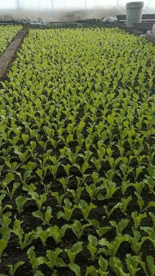 勃利农业温室 卖各种秧苗