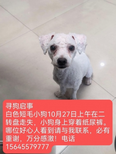 寻狗启事